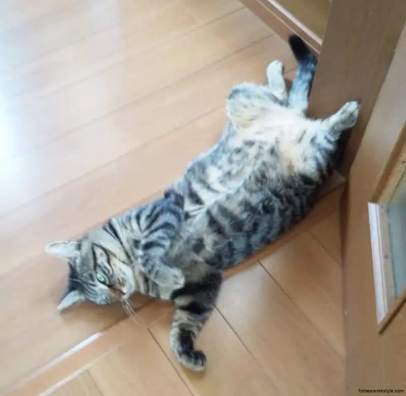 飼ってよかったもの